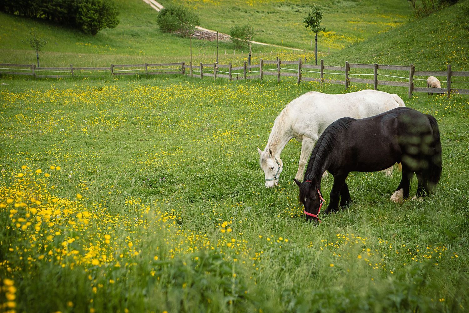 Carmen Bobst mit einem Pony in der Natur